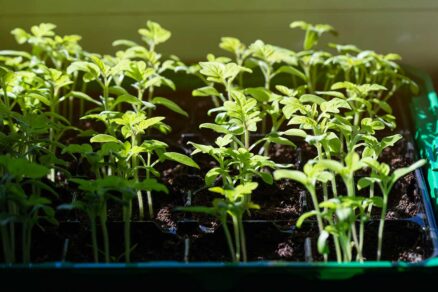 Rastúce priesady na parapete