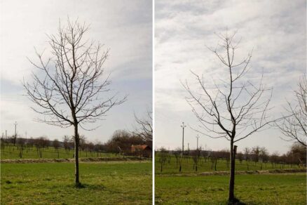 Reakcia na rez po roku a následné presvetlenie koruny