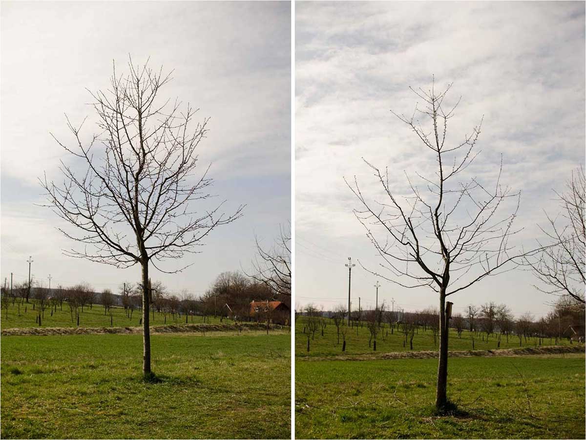 Reakcia na rez po roku a následné presvetlenie koruny