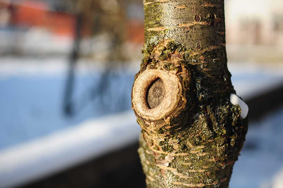 Rez na konárový krúžok