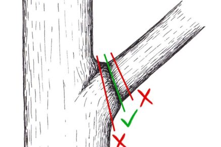 Rez na konárový krúžok