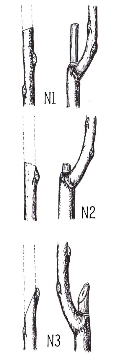 Rez na púčik (nesprávny) Ilustrácia: Ján Veselý 