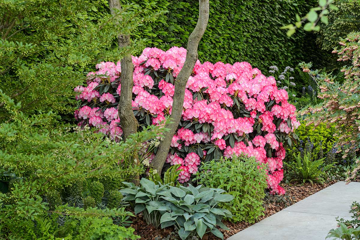 Rododendrony prakticky nerežeme, len suché kvety po odkvitnutí. Foto: Jason Ingram/Gardener´s World