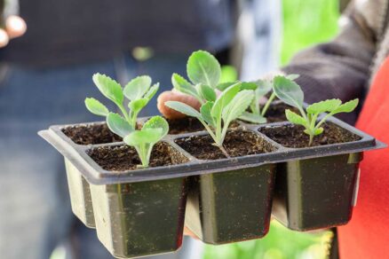 Sadenie kapusty pripravené na otužovanie a následnú výsadbu