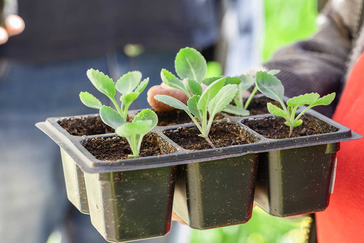 Sadenie kapusty pripravené na otužovanie a následnú výsadbu