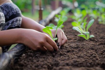 Sadenie priesad šalátov do záhona