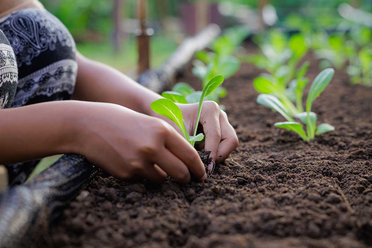 Sadenie priesad šalátov do záhona