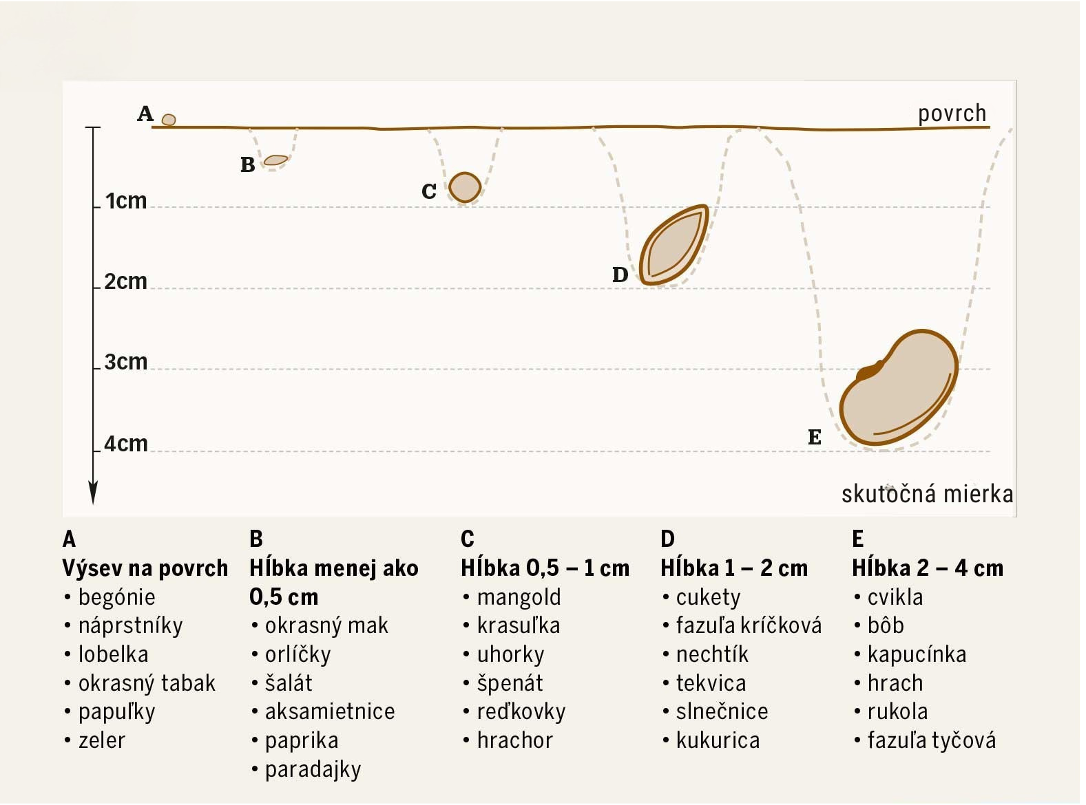 Schéma zobrazujúca odporúčané hĺbky výsevov semien