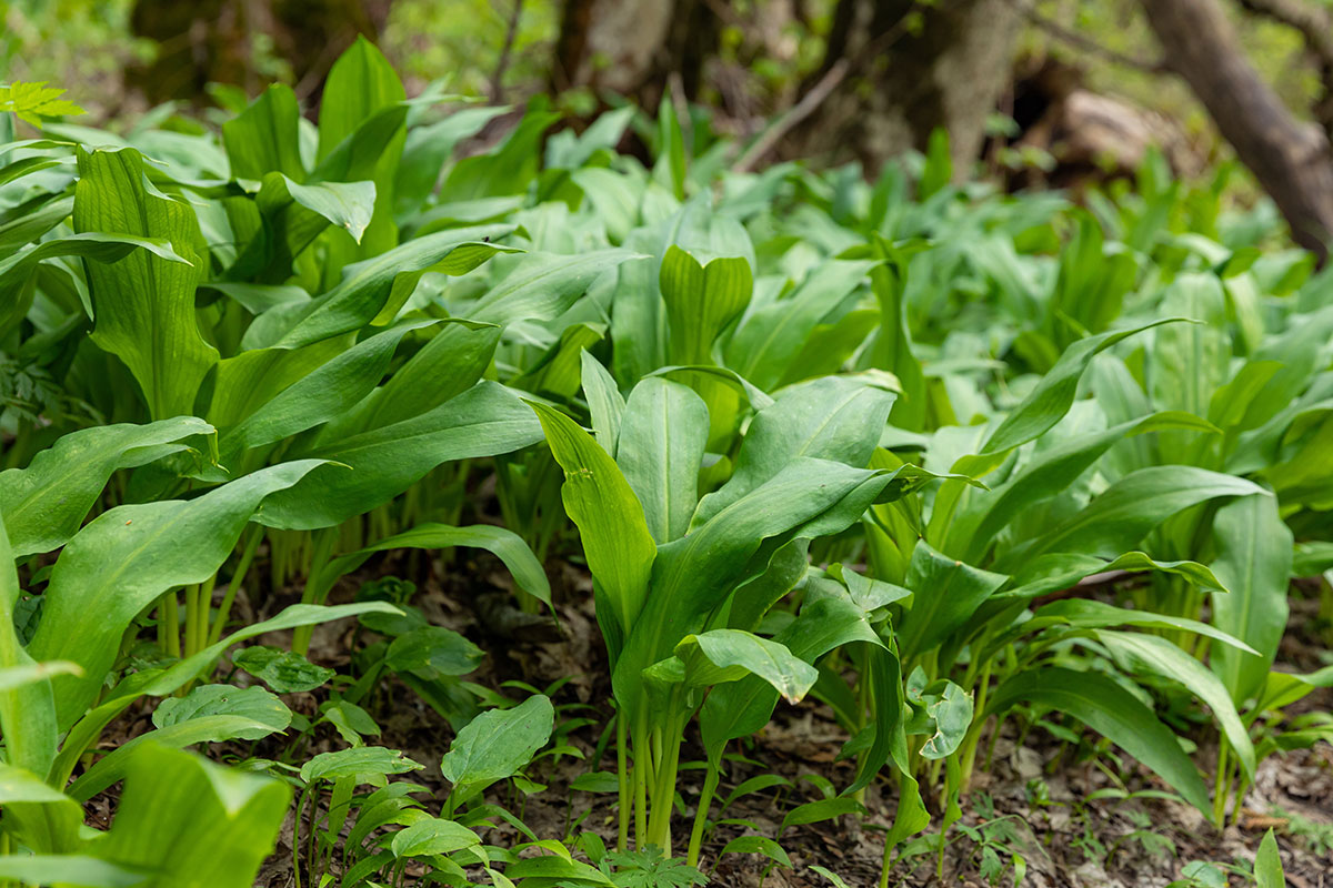 Rastliny medvedieho cesnaku