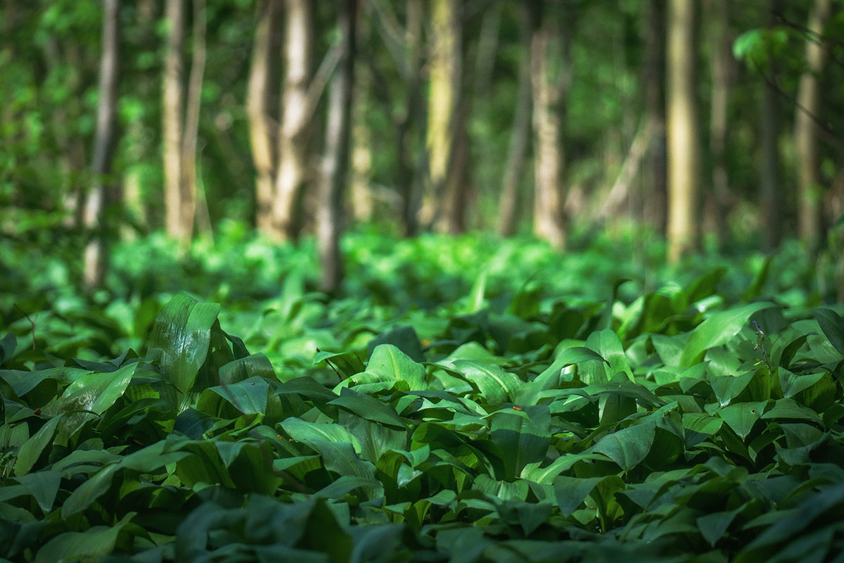 Mnoho listov medvedieho cesnaku uprostred lesa