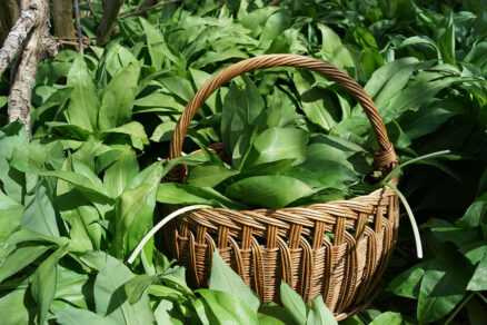 Medvedí cesnak v prútenom košíku
