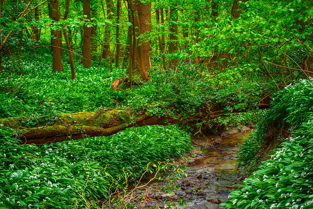 Starý les plný medvedieho cesnaku
