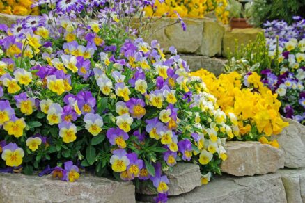 Sirôtky pestované v skalke