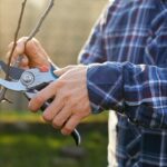 Povýsadbový a výchovný rez ovocných drevín