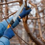 Rezanie konára stromu záhradnou pílkou