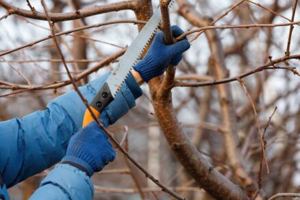 Rezanie konára stromu záhradnou pílkou