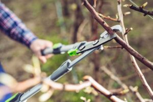 Veľká škola rezu: IV. Udržiavací a zmladzovací rez robíme podľa potreby. Čo je ich cieľom?