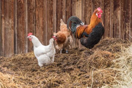 Sliepky s kohútom na kope hnoja