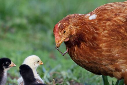 Sliepka drží v zobáku hmyz