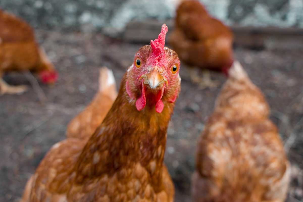 Sliepka ako vtipné stvorenie pozerá priamo do objektívu