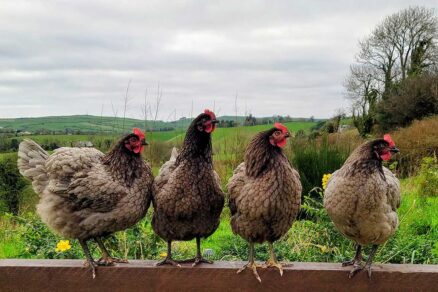 Sliepky sledujú dianie v záhrade