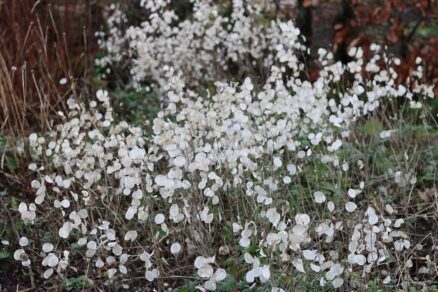 Striebristé súplodia mesačnice ročnej