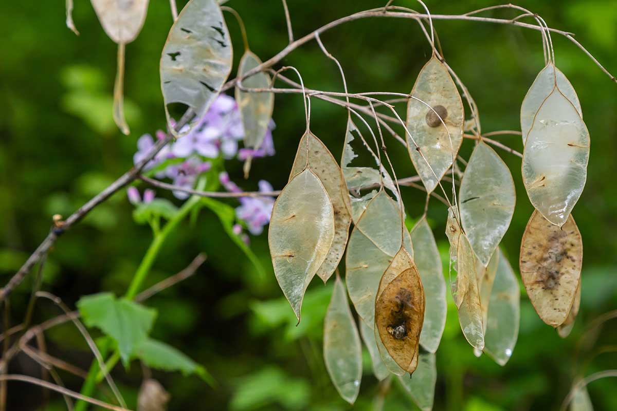 Hnedasté ploché semená mesačnice