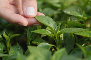 Na priesady len nepozerajte, pohladkajte ich! Prečo rastlinám prospieva jemný dotyk?