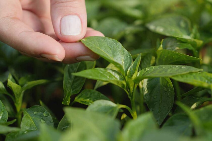 Thigmomorfogenéza rastlín