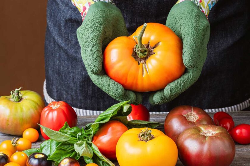 Rôzne odrody paradajok