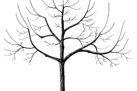 Ilustrácia stromu po udržiavacom reze