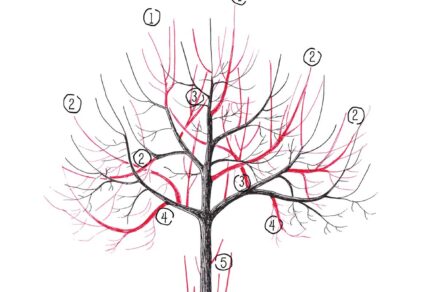 Ilustrácia udržiavacieho rezu