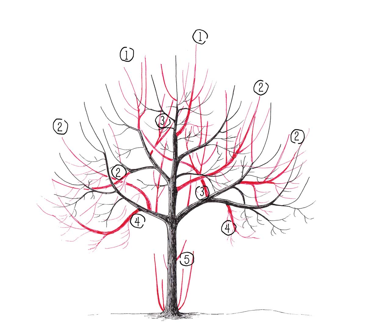 Ilustrácia udržiavacieho rezu 