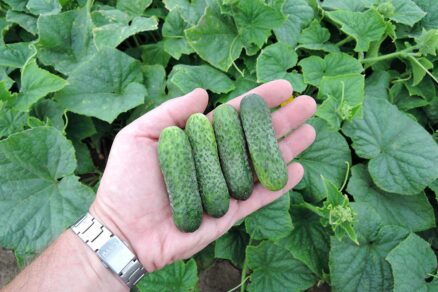 Uhorka nakladačka odroda ANYA