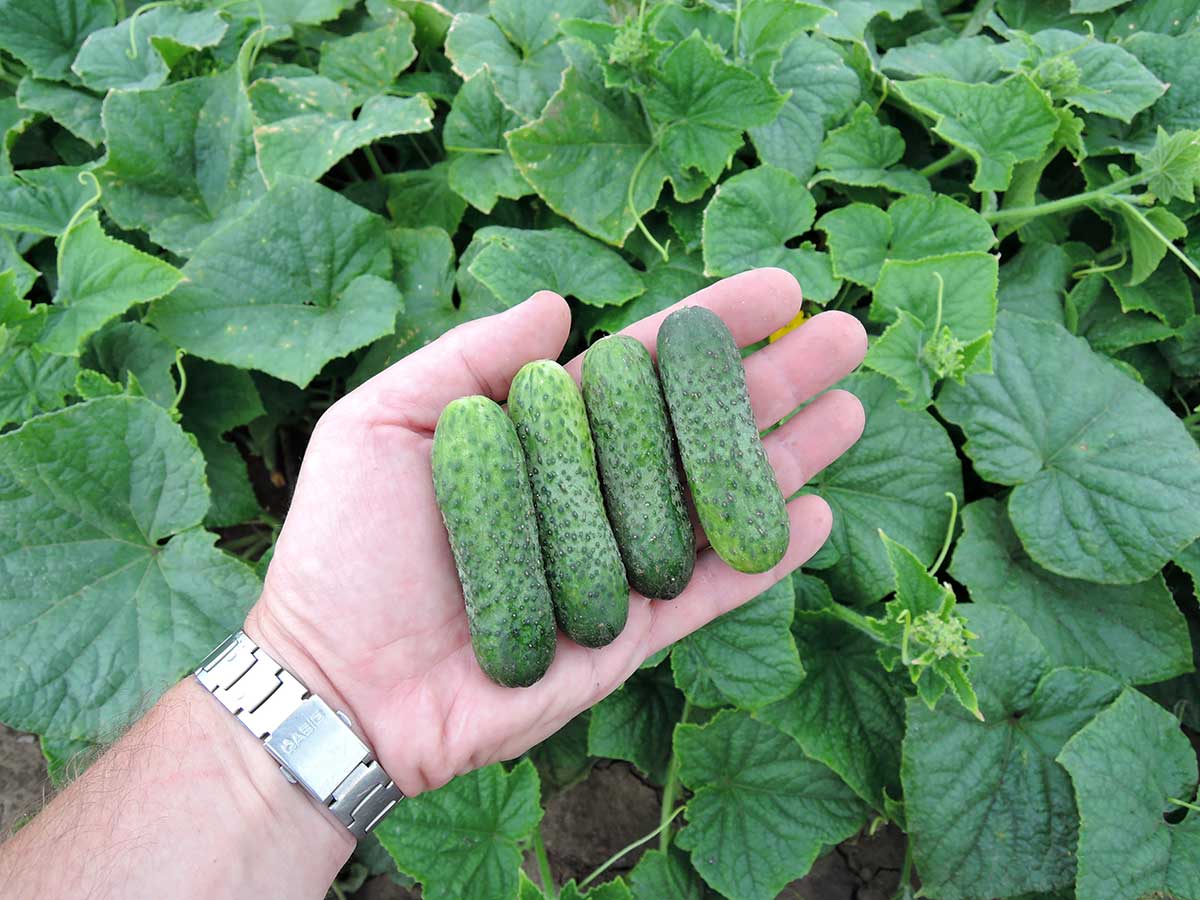 Uhorka nakladačka odroda ANYA