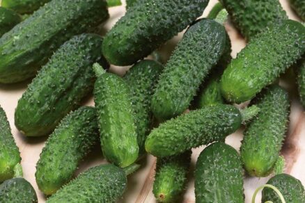 Uhorka nakladačka odroda ARTEMIS