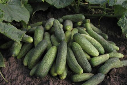 Uhorka nakladačka odroda CHARLOTTE