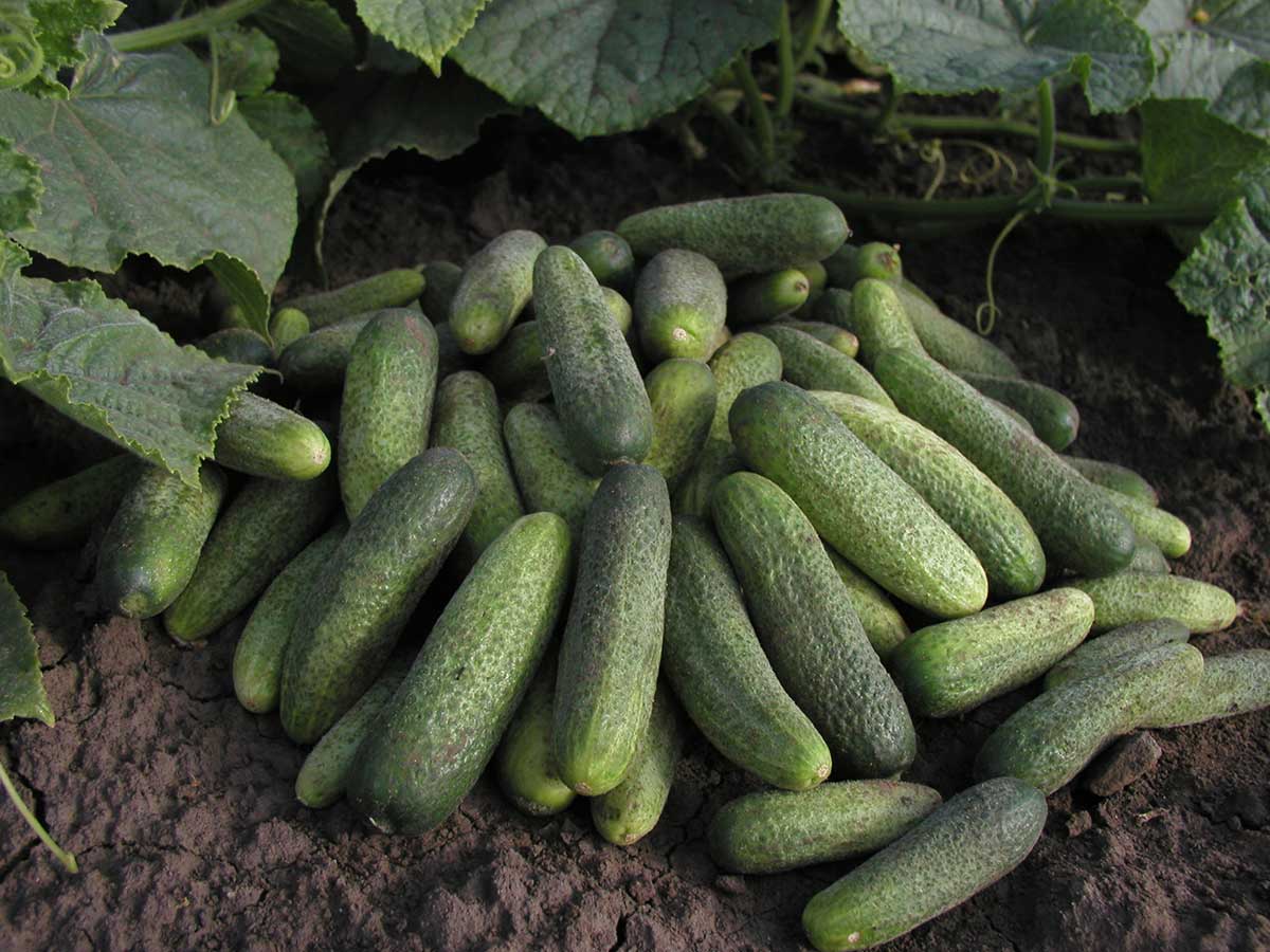 Uhorka nakladačka odroda CHARLOTTE