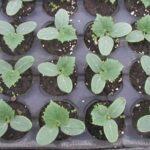 Uhorkové sadenice v sadbovači