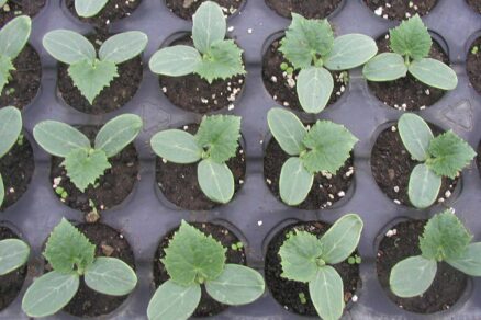 Uhorkové sadenice v sadbovači