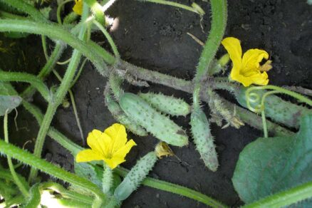 Uhorky typu multifruit