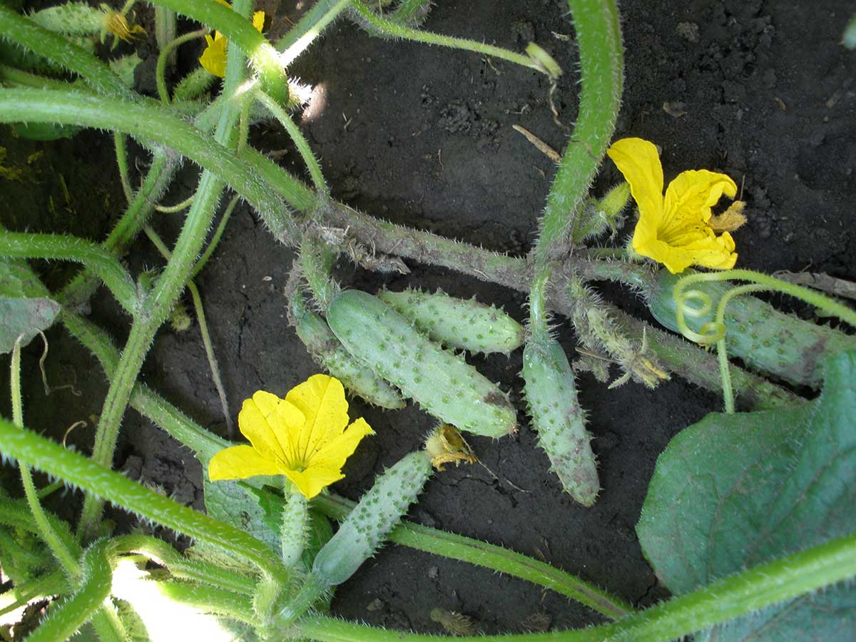 Uhorky typu multifruit  Foto: archív SEMO