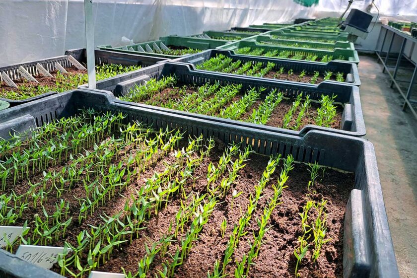 Úspešný výsev semien