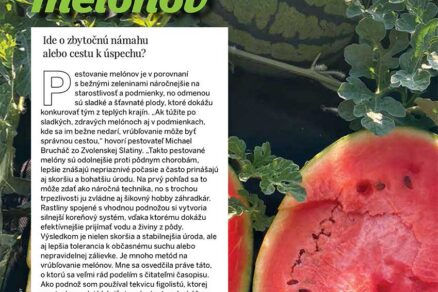 Článok Vrúbľovanie melónov