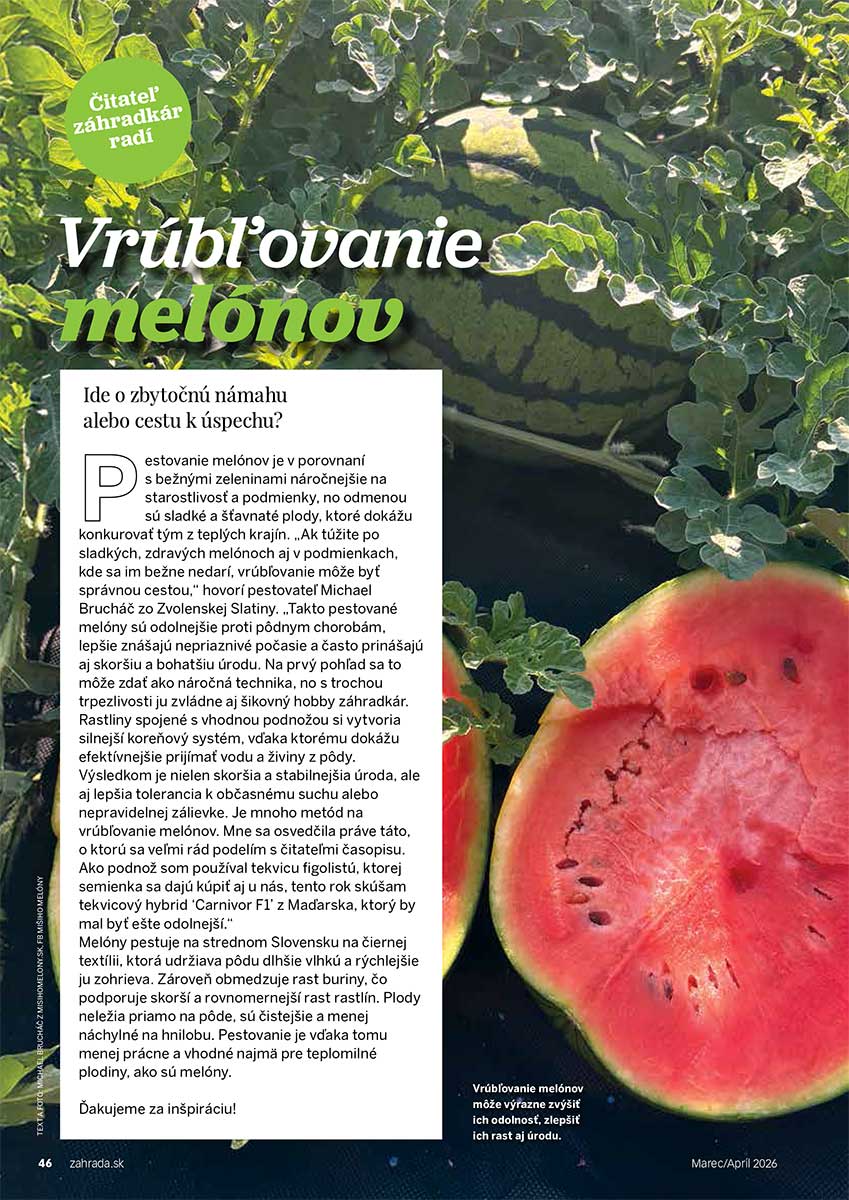 Článok Vrúbľovanie melónov