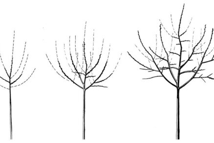 Ilustrácia výchovného rezu v priebehu troch rokov