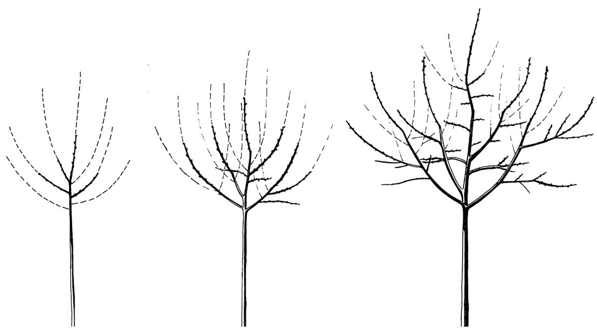 Výchovný rez v priebehu troch rokov (prerušovaná čiara značí odrezané výhony) Ilustrácia: Ján Veselý 