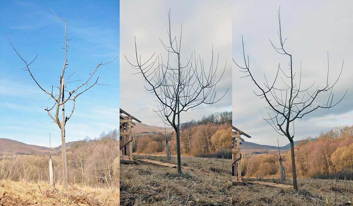 Výchovný rez stromu v priebehu troch rokov