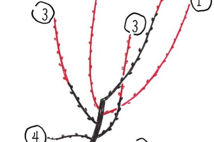 Princíp zjednodušovania pri výchovnom reze