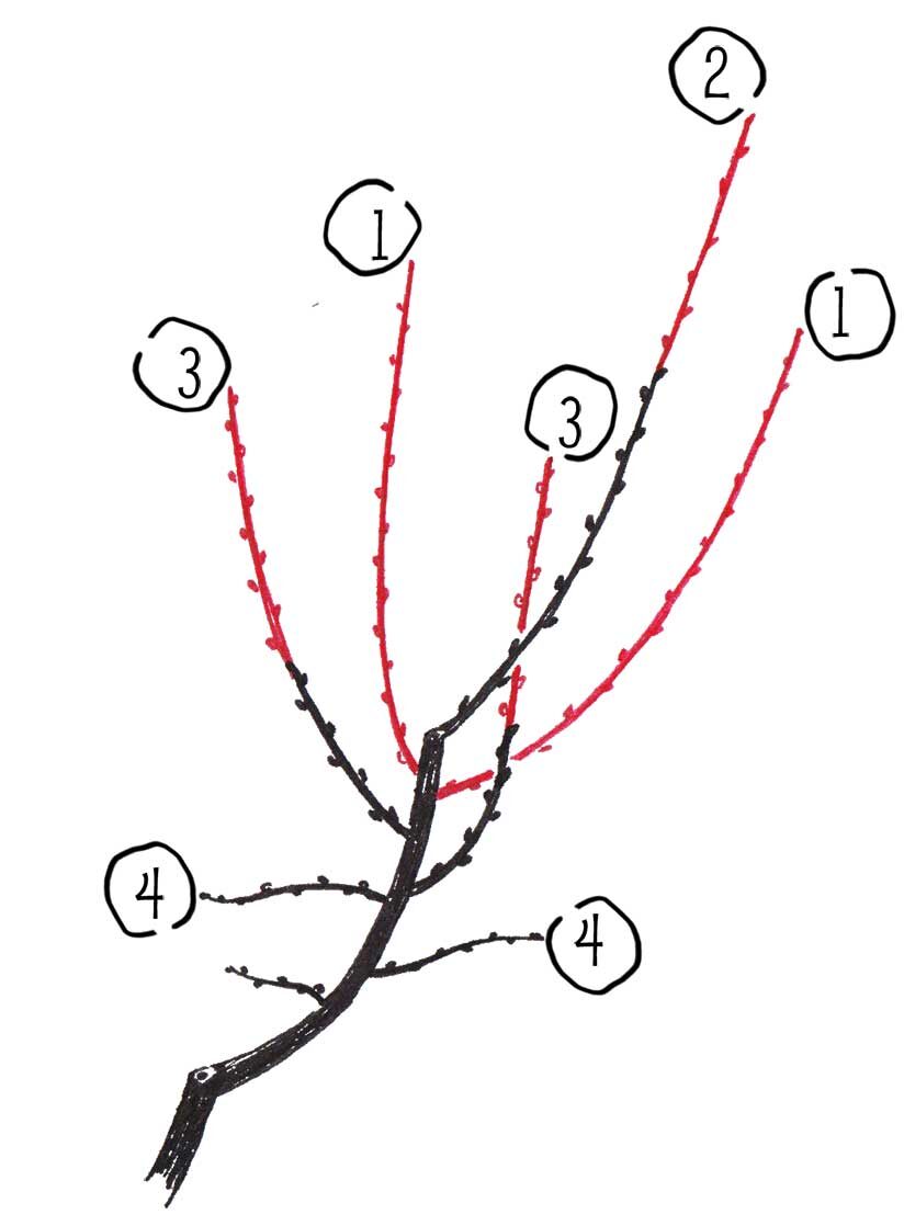 Princíp zjednodušovania pri výchovnom reze